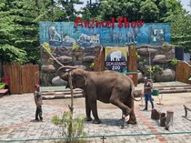 Semarang Zoo Setop Wahana Tunggang Gajah Mulai Tahun Ini