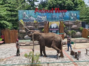 Tahun Ini, Tak Ada Lagi Atraksi Gajah Tunggang di Semarang Zoo