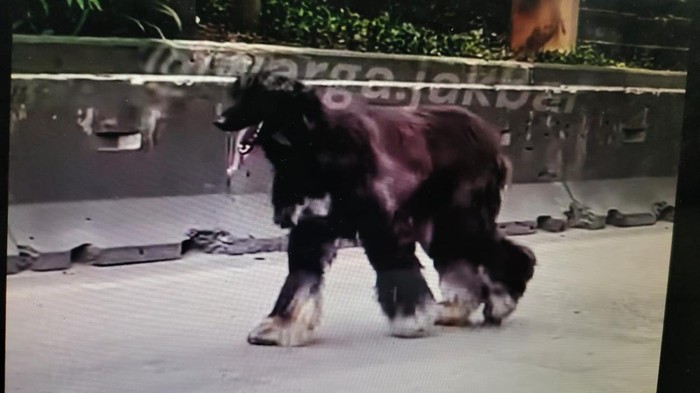 Anjing Afghan Hound Berkeliaran di Daan Mogot, Sempat Dikira Kambing!