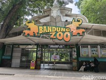 Farhan Ungkap 4 Hal Krusial Penyelamatan Bandung Zoo