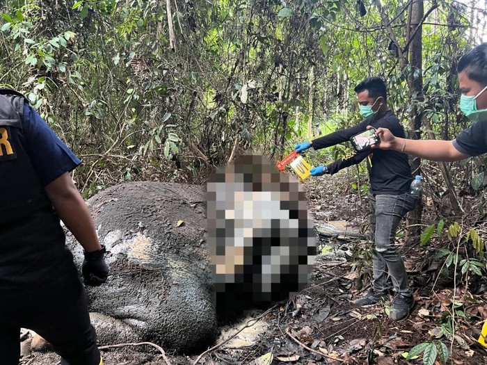 Kondisi Mengenaskan Gajah Mati di Riau: Gading dan Kepala Terpotong