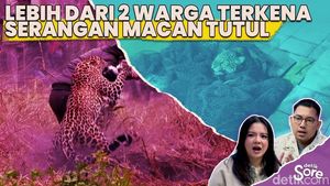 Video: Macan Tutul Masuk Rumah di Pacet Bandung