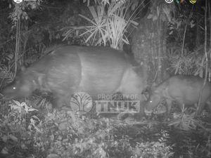 Kabar Gembira, Anak Badak Jawa Terpantau di TN Ujung Kulon
