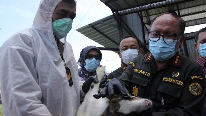 Dua ekor kambing Pygmy (kerdir) asal Afrika ditunjukkan sebelum Pemusnahan Hewan Ilegal di Kantor Balai Besar Karantina Hewan, Ikan, dan Tumbuhan Sumatera Utara, Kabupaten Deli Serdang, Sumatera Utara, Kamis (5/2/2026). Balai Besar Karantina Hewan, Ikan, dan Tumbuhan Sumatera Utara memusnahkan sebanyak 173 ekor ayam bangkok asal Thailand dan 20 ekor kambing asal Afrika hasil kegiatan penindakan dan penegakan hukum pada 2 Februari 2026 lalu. ANTARA FOTO/Yudi Manar