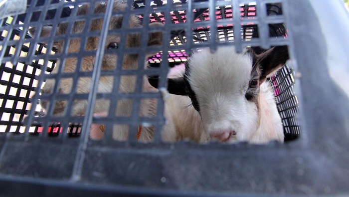 Two Pygmy goats (kerdir) from Africa are shown before the destruction of illegal animals at the North Sumatra Animal, Fish and Plant Quarantine Center Office, Deli Serdang Regency, North Sumatra, Thursday (5/2/2026). The North Sumatra Animal, Fish and Plant Quarantine Center destroyed 173 Bangkok chickens from Thailand and 20 goats from Africa as a result of enforcement and law enforcement activities on February 2 2026. BETWEEN PHOTOS/Yudi Manar