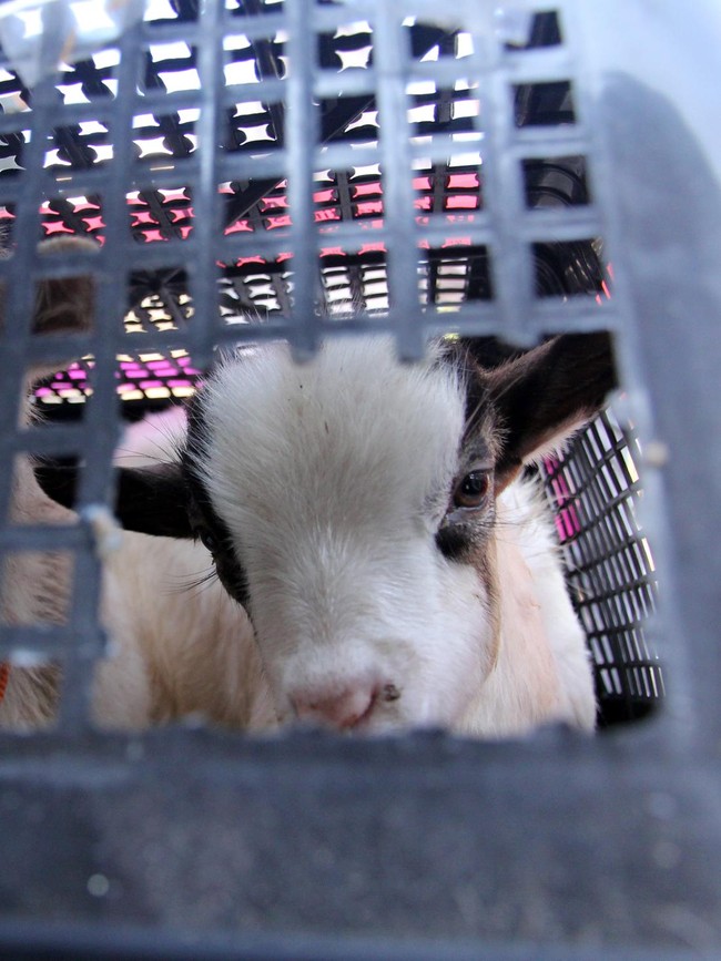 Karantina Sumut Tindak Hewan Ilegal dari Luar Negeri