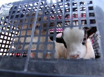 Karantina Sumut Tindak Hewan Ilegal dari Luar Negeri