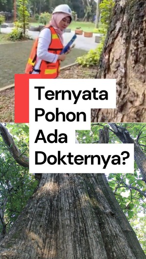  Video: Kenali Profesi Arboris, Dokter untuk Memeriksa Kesehatan Pohon