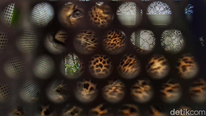 Kondisi macan tutul setelah diamankan di Mapolsek Pacet, Kecamatan Pacet, Kabupaten Bandung