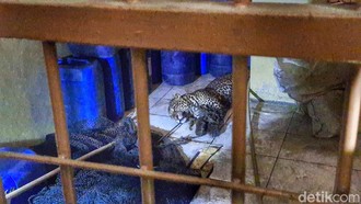 Update Terkini Kondisi Macan Tutul yang Meneror Warga Bandung