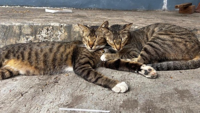 Pensiunan ASN Blora Tersangka Karena Tendang Kucing Hingga Meninggal