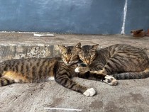 Penendang Kucing di Blora Sempat Tawari Kucing Persia, Pemilik Tolak Keras