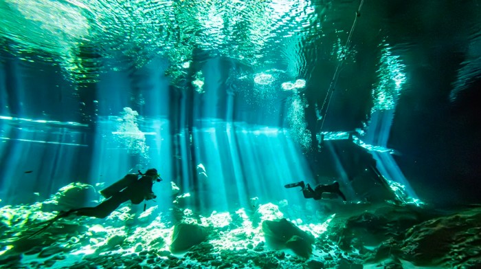 Ilmuwan Temukan 28 Spesies Hewan Laut Baru, Ada Ubur-ubur Hantu