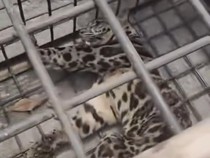 Macan Dahan yang Ditangkap di Lahat Diduga Peliharaan Warga