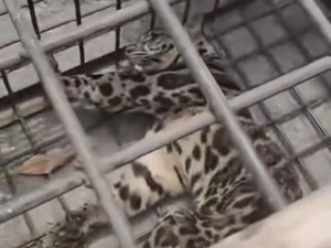 Macan Dahan yang Ditangkap di Lahat Diduga Peliharaan Warga