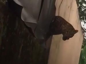 Macan Tutul Segede Kambing Nyasar ke Kampung di Bandung, 2 Orang Terluka