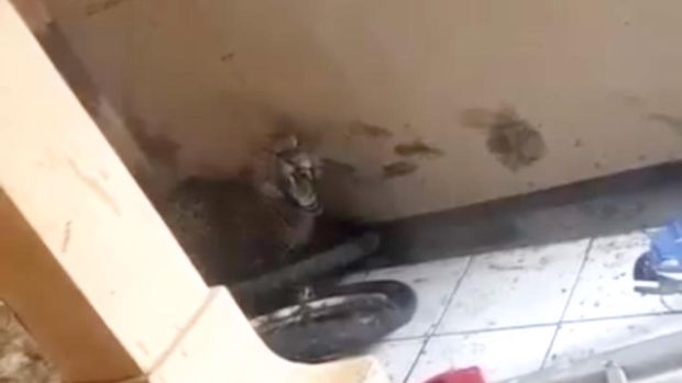 Macan tutul mengaum saat hendak dievakuasi warga di Pacet, Kabupaten Bandung