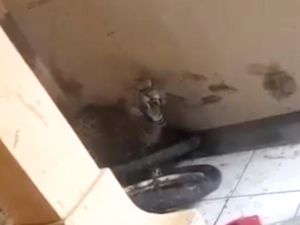 Kondisi Terknini Macan Tutul yang Masuk ke Rumah Warga Bandung