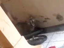 Kagetnya Warga Bandung, Ada Macan Tutul Leyeh-leyeh di Teras Rumah