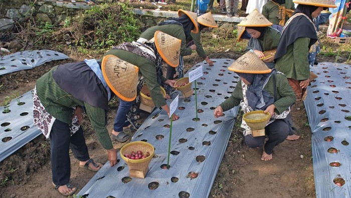 Sejumlah petani menanam bawang merah saat program Tanam Raya Bawang bersama 1.000 petani di persawahan Desa Danurejo, Kedu, Temanggung, Jawa Tengah, Kamis (5/2/2026). Dinas Ketahanan Pangan, Pertanian dan Perikanan setempat bersama Kontak Tani Nelayan Andalan (KTNA) Cemani Kedu dan Kelompok Wanita Tani (KWT) Kedu menanam bawang merah serentak guna mendukung program ketahanan pangan nasional. ANTARA FOTO/Anis Efizudin