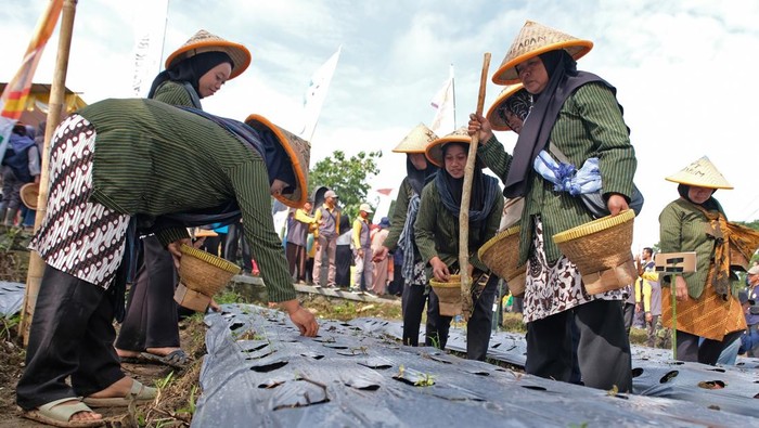 Sejumlah petani menanam bawang merah saat program Tanam Raya Bawang bersama 1.000 petani di persawahan Desa Danurejo, Kedu, Temanggung, Jawa Tengah, Kamis (5/2/2026). Dinas Ketahanan Pangan, Pertanian dan Perikanan setempat bersama Kontak Tani Nelayan Andalan (KTNA) Cemani Kedu dan Kelompok Wanita Tani (KWT) Kedu menanam bawang merah serentak guna mendukung program ketahanan pangan nasional. ANTARA FOTO/Anis Efizudin