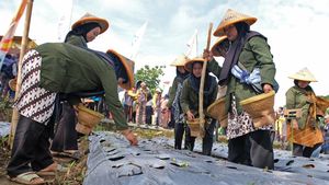 Petani Temanggung Tancap Gas Tanam Bawang Merah