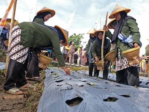 Petani Temanggung Tancap Gas Tanam Bawang Merah