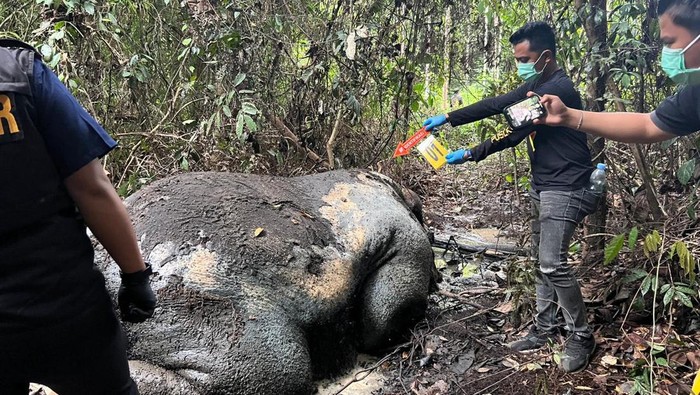 Polisi Selidiki Kematian Seekor Gajah di Hutan Pelalawan Riau