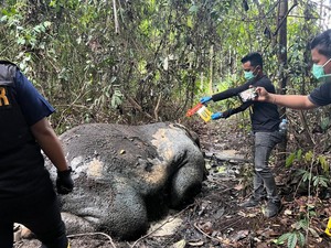 Polisi Selidiki Kematian Seekor Gajah di Hutan Pelalawan Riau
