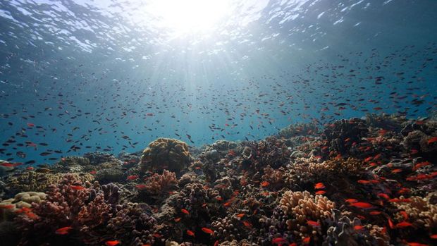 Temuan keanekaragaman hayati di Maluku Barat Daya