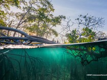 Rintangan Konservasi Laut dalam Pemafaatan Pariwisata di Pulang Romang-Demar