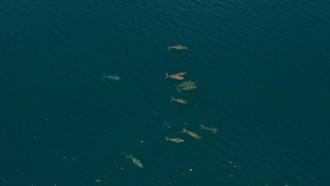 Kawanan Dugong Terbesar Ditemukan di Laut Indonesia, Adanya di MBD
