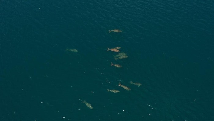 Kawanan Dugong Terbesar Ditemukan di Laut Indonesia, Adanya di MBD