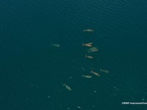 Kawanan Dugong Terbesar Ditemukan di Laut Indonesia, Adanya di MBD