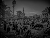 Video Tradisi Bantai Adat di Jambi, 80 Kerbau Disembelih Sambut Ramadan