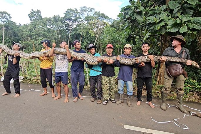 Ular sanca terpanjang