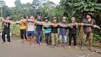 Raksasa 7,22 Meter dari Belantara Sulawesi Pecahkan Rekor Ular Liar