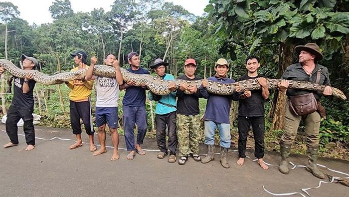 Ular Liar Terpanjang Dunia Ditemukan di Sulawesi, Pecahkan Rekor!