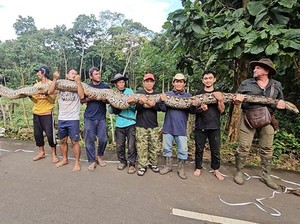 Raksasa 7,22 Meter dari Belantara Sulawesi Pecahkan Rekor Ular Liar