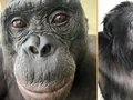 Bonobo Bisa Bermain Pura-pura Layaknya Manusia, Ilmuwan Kagum