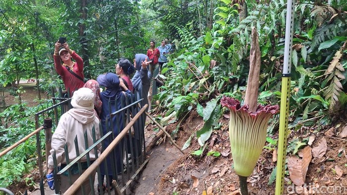 Bunga bangkai raksasa (Amorphophallus titanium) mekar sempurna di Kebun Raya Bogor (KRB), Jawa Barat (Jabar). (M Sholihin/detikcom)