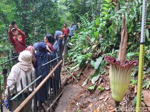Bunga Bangkai di Kebun Raya Bogor Mekar Sempurna, Terakhir 12 Tahun Lalu