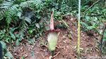 Bunga Bangkai di Kebun Raya Bogor Ini Mekar Lagi Usai 12 Tahun