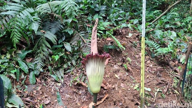 Bunga bangkai raksasa (Amorphophallus titanium) mekar sempurna di Kebun Raya Bogor (KRB), Jawa Barat (Jabar). (M Sholihin/detikcom)