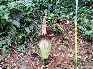 Video: Melihat Mekarnya Bunga Bangkai Titan Arum di Kebun Raya Bogor