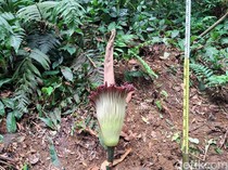 Video: Melihat Mekarnya Bunga Bangkai Titan Arum di Kebun Raya Bogor