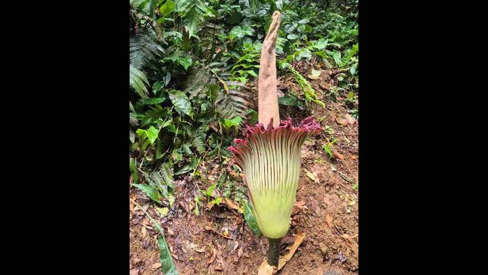 Bunga bangkai raksasa Amorphophallus titanum mekar sempurna pada Kamis dini hari, 5 Februari 2026.