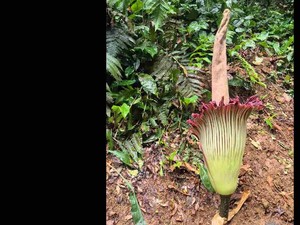 12 Tahun Penantian Bunga Bangkai Titan Arum Akhirnya Mekar