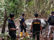 30-an Saksi Diperiksa Buntut Matinya Gajah di Pelalawan