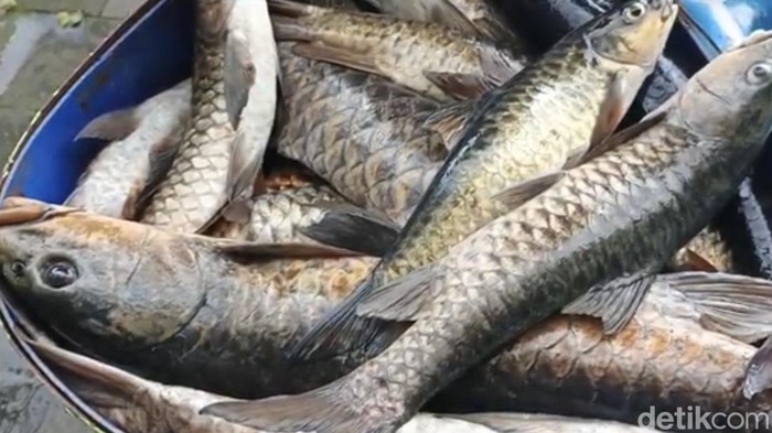 Ikan Dewa Kuningan Mati